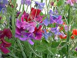 Sweetpea Ellerslie 